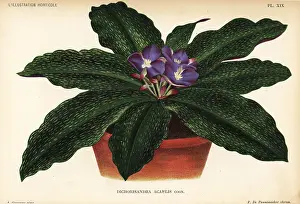 Acaulis: Dichorisandra acaulis in flower pot