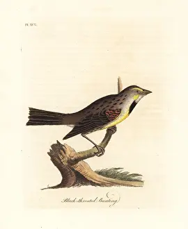 Emberiza: Dickcissel, Spiza americana