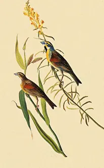 Spiza: Dickcissel, Spiza americana
