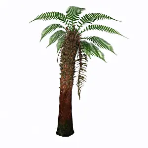 Evergreen: Dicksonia antarctica tree fern