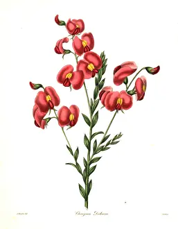 Dicksons: Dickson's chirozema, Chorizema dicksonii
