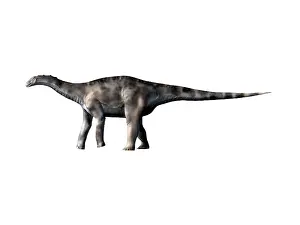 Diplodocid: Dicraeosaurus dinosaur