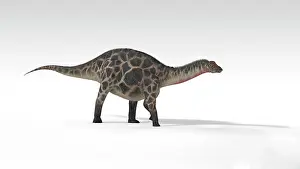 Dicraeosauridae: Dicraeosaurus dinosaur, white background