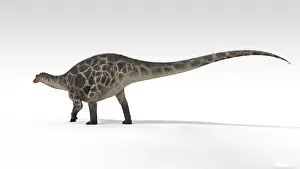 Dicraeosauridae: Dicraeosaurus dinosaur, white background
