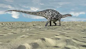 Dicraeosauridae: Dicraeosaurus walking across an open desert
