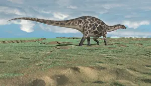 Dicraeosauridae: Dicraeosaurus walking across an open desert