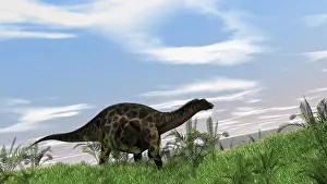 Dicraeosauridae: Dicraeosaurus walking across an open field