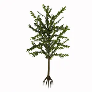 Archaeopteris: Dicroidium plant on white background