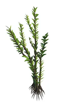 Limbs: Dicroidium seed plant from the Mesozoic Era