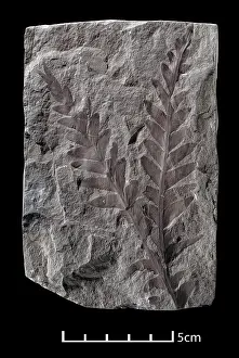 Pteridospermatophyta: Dicroidium sp. seed fern