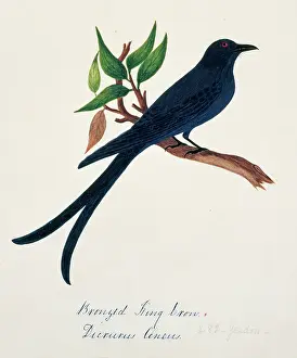 Bronzed: Dicrurus aeneus, bronzed drongo