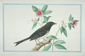 1722 C: Dicrurus caerulescens, white-bellied drongo