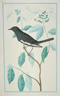 1722 C: Dicrurus caerulescens, white-bellied drongo