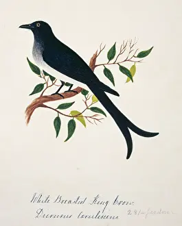 Bushby: Dicrurus caerulescens, white-bellied drongo