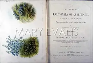 Borage: DICTIONARY OF GARDENING