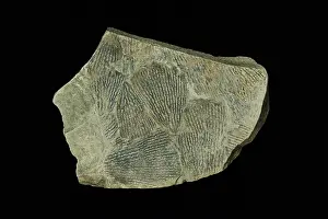Ordovician: Dictyonema flabelliforme, gaptolite
