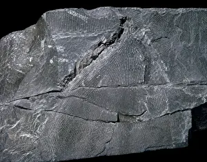 Graptolithina: Dictyonema, graptolite