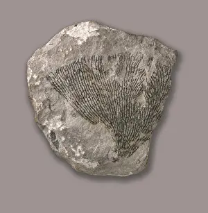 Graptolithina: Dictyonema retiforme, grapolite