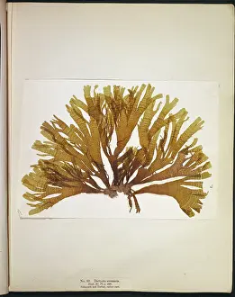 Alga: Dictyota atomaria, seaweed
