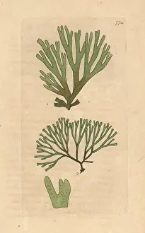 Laver: Dictyota dichotoma
