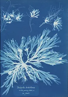 Atkins: Dictyota dichotoma