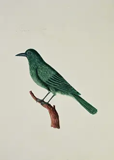 Elphick: Dicurus sp. drongo