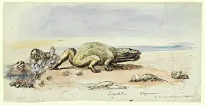 Dicynodont: Dicynodon, Labyrinthodon, Rhynchosaurus
