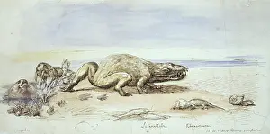 Dicynodont: Dicynodon, Labyrinthodon & Rhyncosaurus