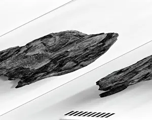 Dicynodont: Dicynodon leoniceps