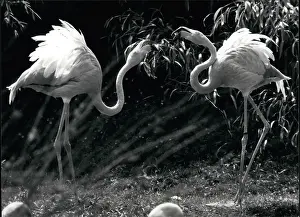 Seem: Did you know?': The pink flamingos seem to chat