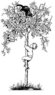 Dumpty: Diddledy, diddledy, dumpty, The cat ran up a plum tree