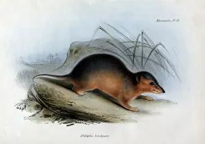 Brachyura: Didelphis brachyura