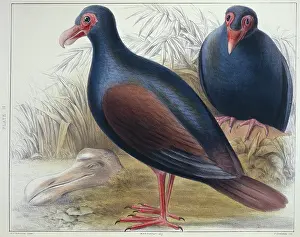 Dodo: Didunculus strigirostris, tooth-billed pigeon