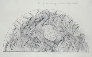 Dodo: Didus ineptus, dodo design