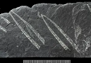 Ordovician: Didymograptus, fossil graptolite