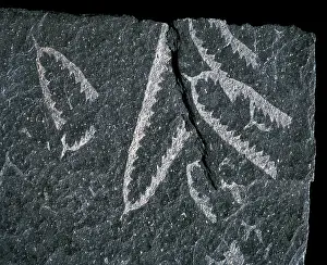 Ordovician: Didymograptus, graptolite