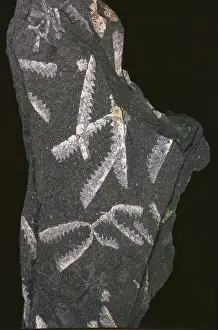 Ordovician: Didymograptus murchisoni, graptolite
