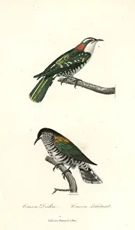 Coucou: Diederik cuckoo and shining bronze-cuckoo