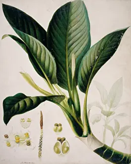 Dumb: Dieffenbachia seguine, dumb-cane