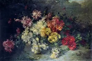 Spikey: Different coloured spikey Chrysanthemums
