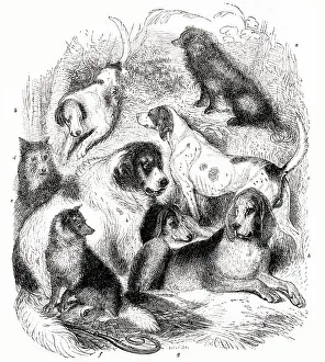 Talbot: Eight different dog breeds
