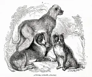 Mastiff: Three different dog breeds