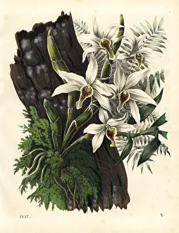 Dendrobium: Different fruit orchid, Dendrobium heterocarpum