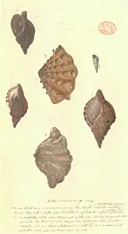 Volute: Four different molluscs