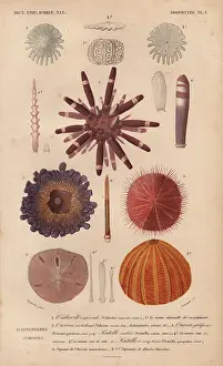 Jean Gabriel: Different types of colorful sea urchins and their spines