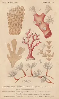 Jean Gabriel: Different types of corals and seaweeds