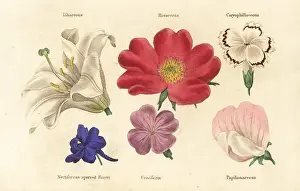 Cruciform: Different types of flower