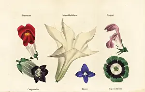 Rotate: Different types of flower