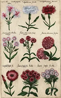 Caryophyllus: Different varieties of carnation, Dianthus caryophyllus