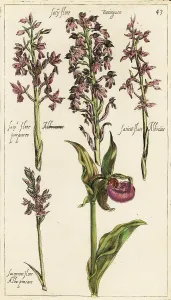 Enslaved: Different varieties of European orchids including